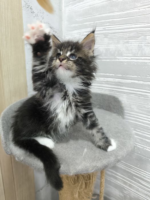 Продам котят Мейкун