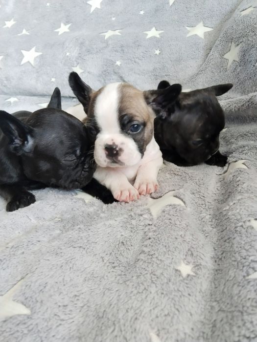 Продам французских бульдожек