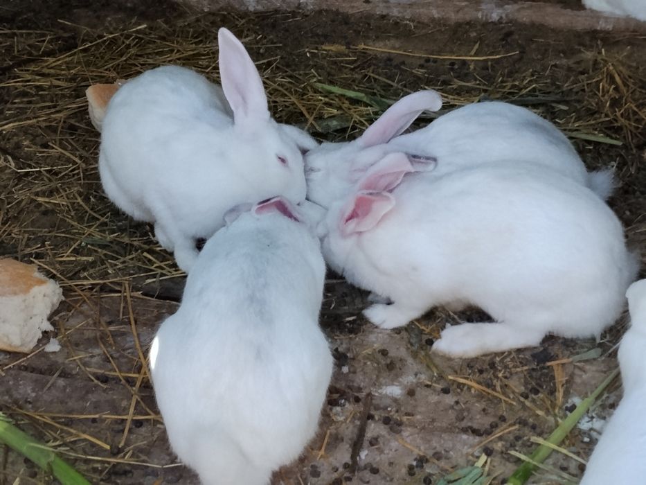 Iepuri Panon 6 luni