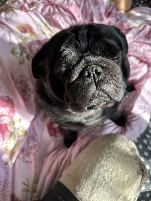 Вязка Мопс (кабель)