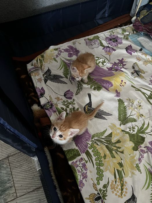 Отдам котят в добрые ручки)