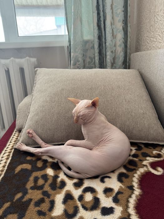 Продам донского сфинкса