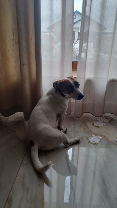 Jack Russel terier mascul