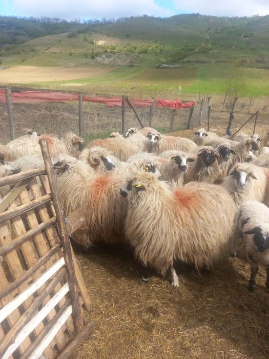 Vand 20 de oi cu miei lângă ele cu 1400 bucata