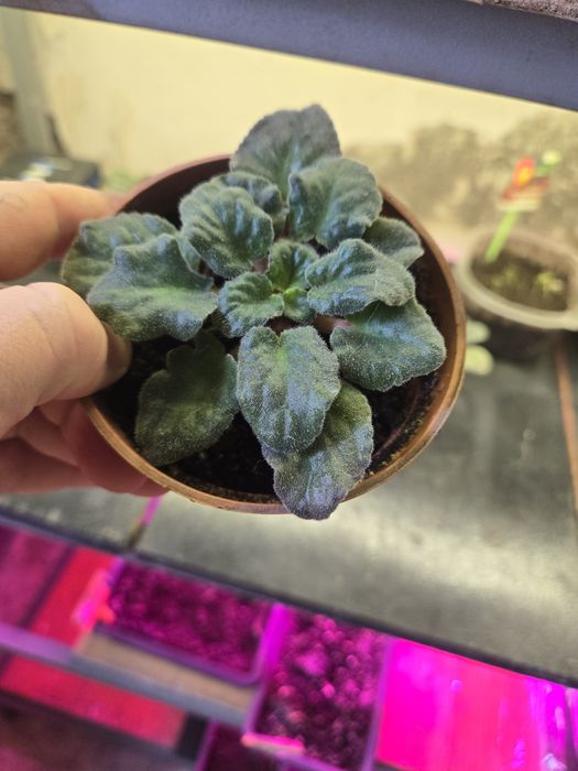 Продаю фиалки укорененные