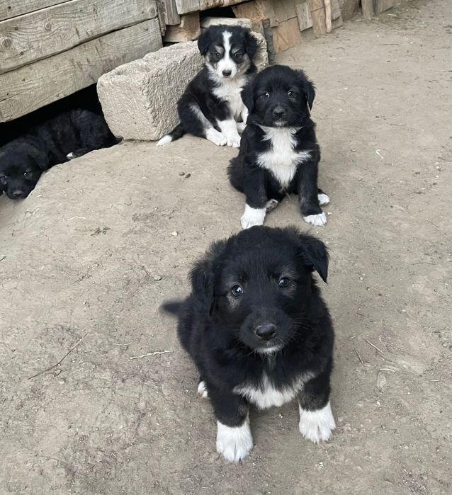 Cățeluși de talie mare
