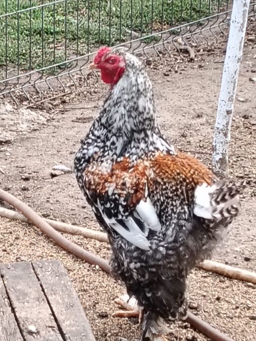cocoși diferite rase