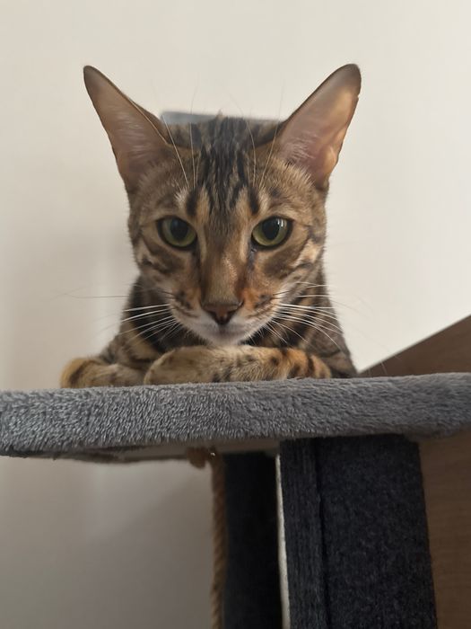 Бенгал с родословной