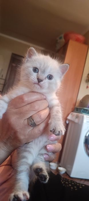 Котенок девочка