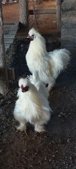 Vand cocosi matase japoneza