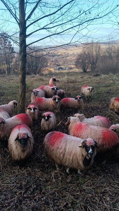 Dau la schimb 5 carlane