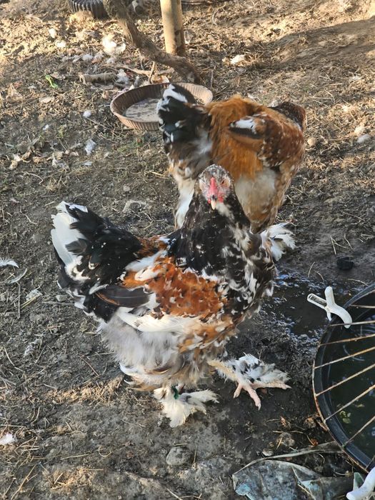 Tineret brahma porțelan