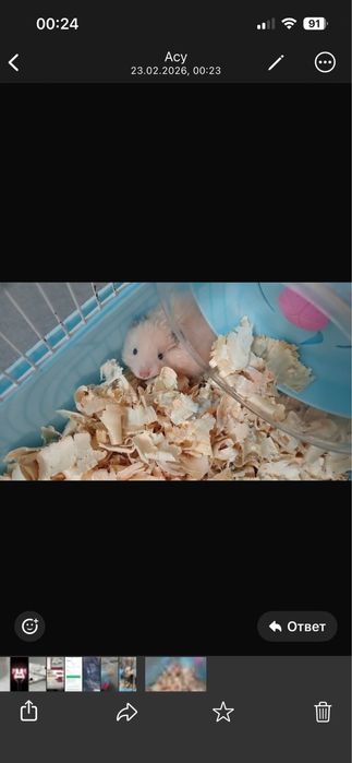 Сирийский хомяк белый