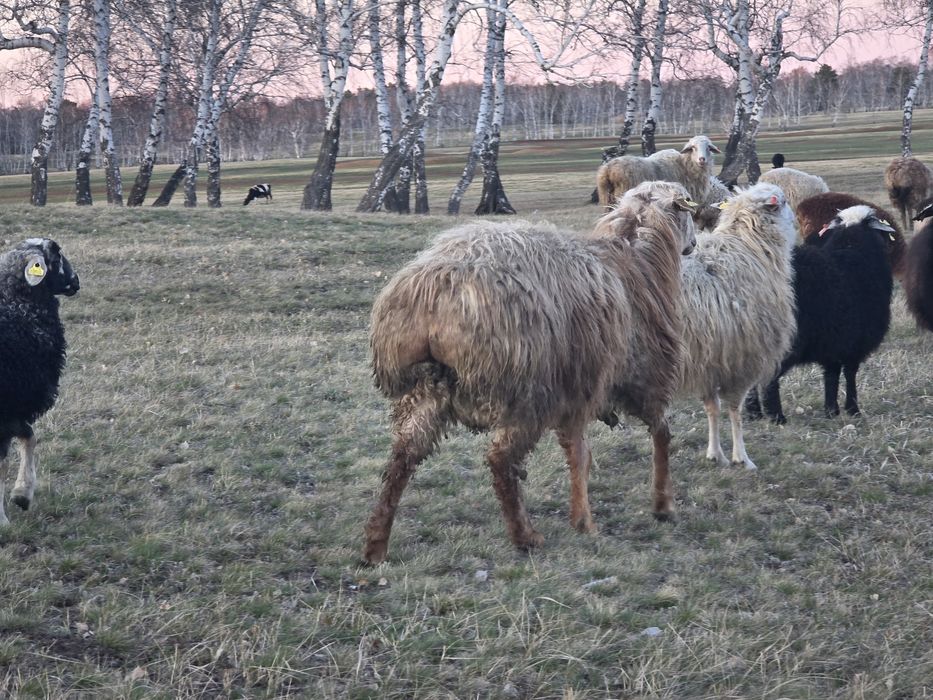 Продам кошкара племенного