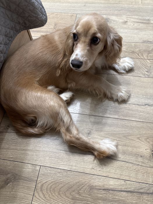 Кокер шпаньол на 6месеца