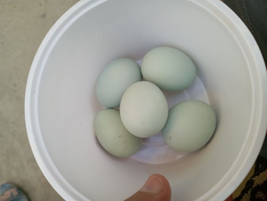 Ухейилюй.Лакеданзе . Амрокс туxумлари