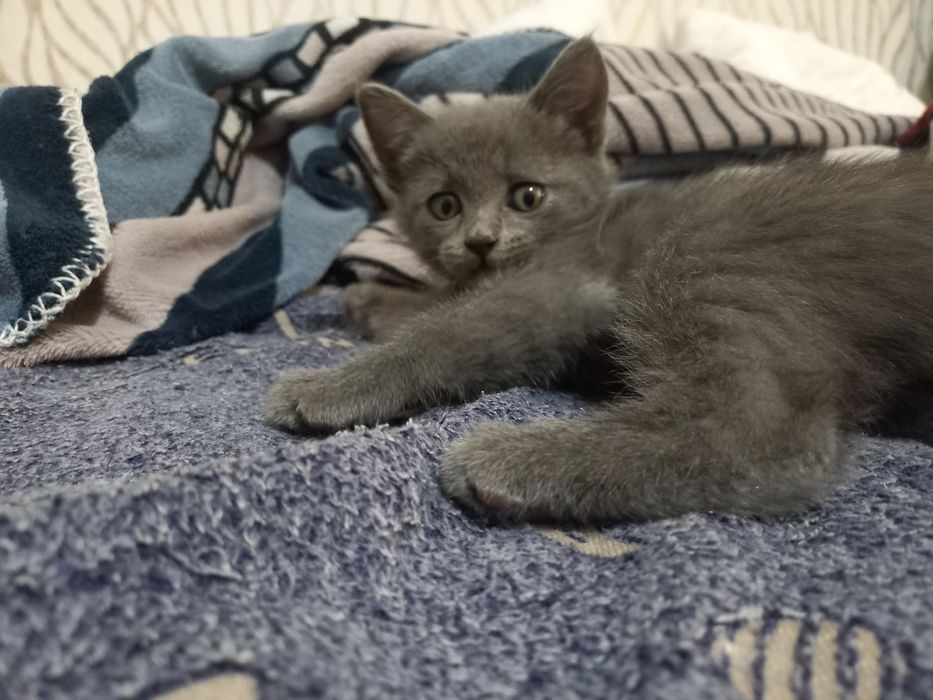 Отдам котёнка мальчика