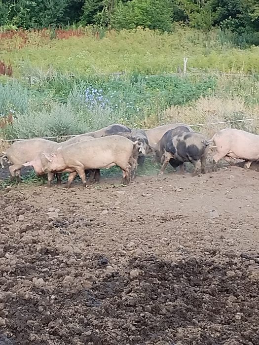 Продаютса Свиньи