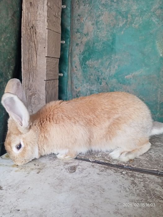 Молодой кролик .