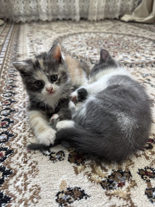 Котята.