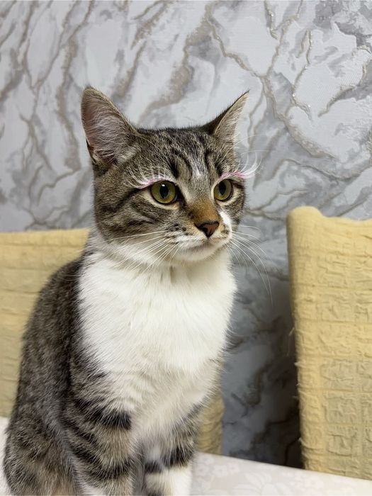 кошка    девочка