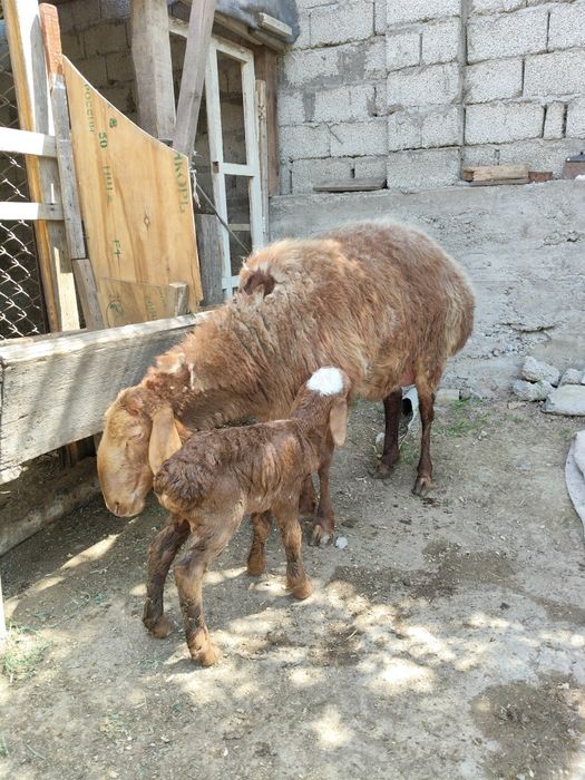 Ona bola  toza Xusori sotiladi