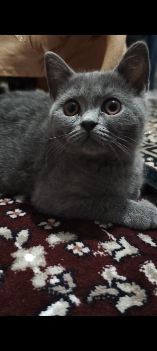 Yoqimroy qizaloq