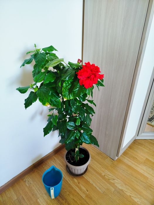 Роза китайская цветок домашний