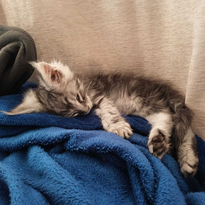 Мейн куун котенца