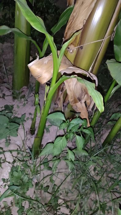 Банан кучатлари кичик урта ва катта холатдагиси