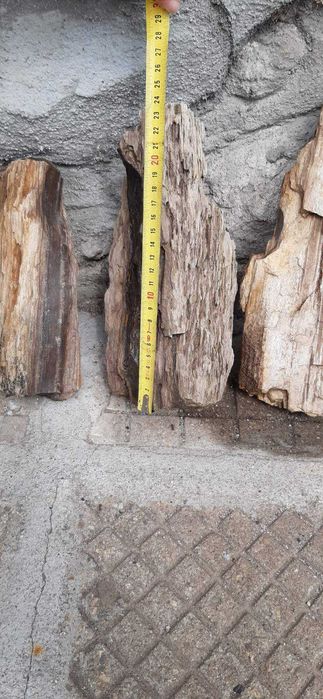 Камено дърво вкаменено дърво