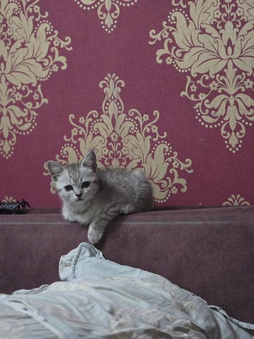 Продам Британского кота