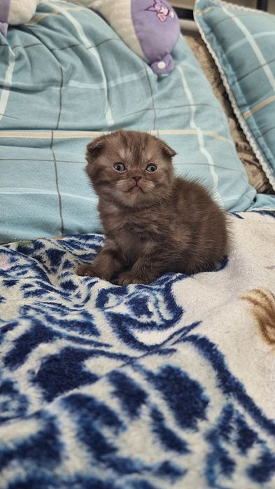Шоколадный шотландский котенок