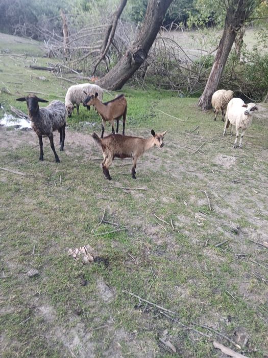 Vand 5 capre tinere bune de lapte
