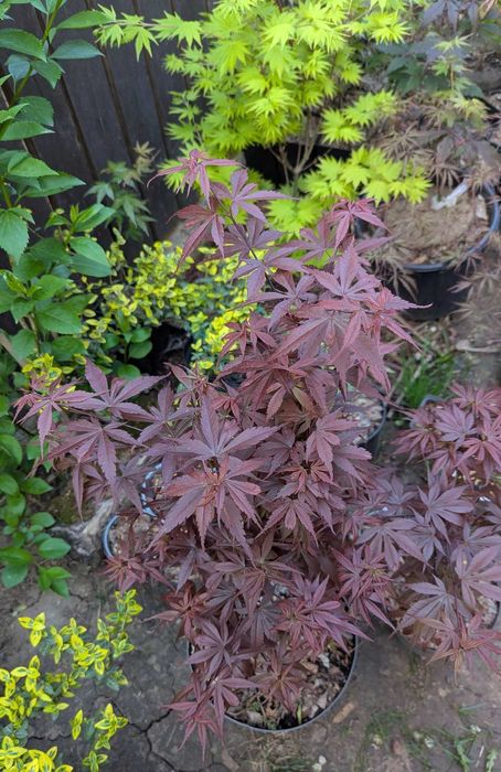 Artar japonez rosu/verde/potocaliu, peste 60 de soiuri