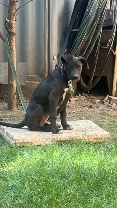 Продам пит буля.