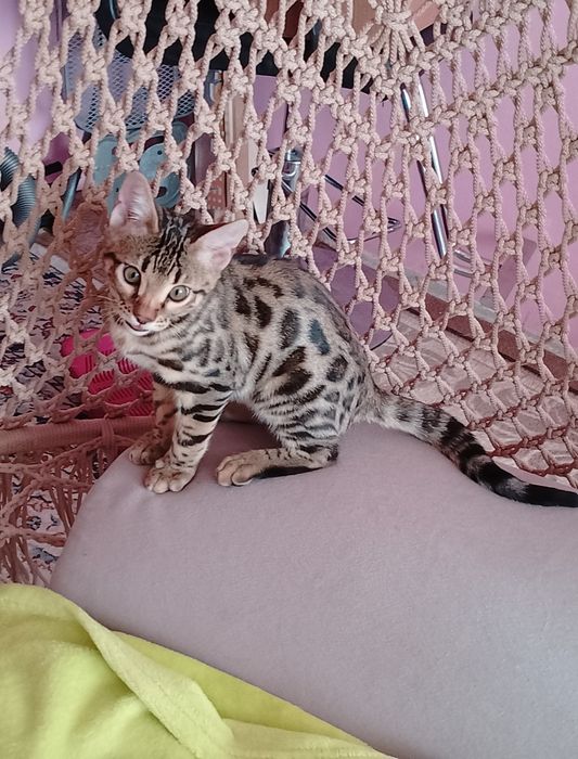 Бенгальские котята