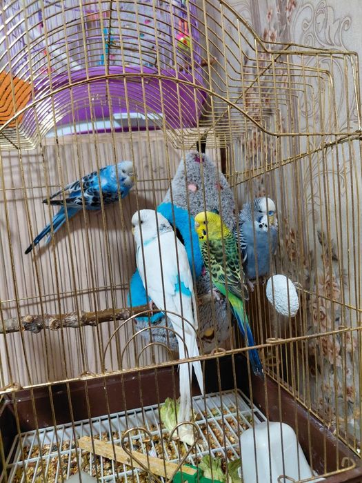 Продам разных попугай