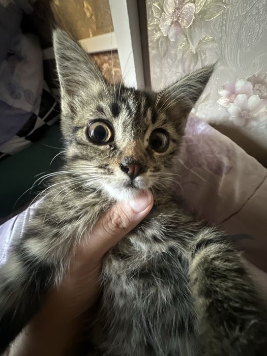 В добрые руки бесплатно кота