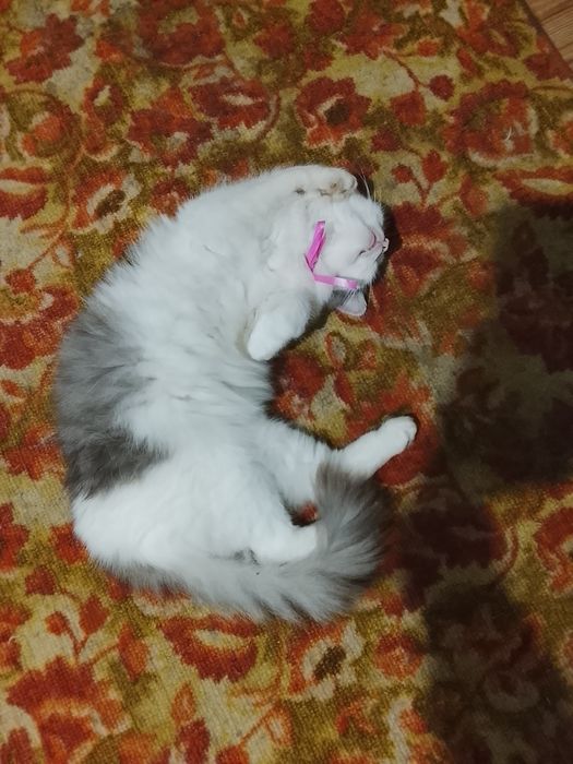 Отдаю в добрые руки кота