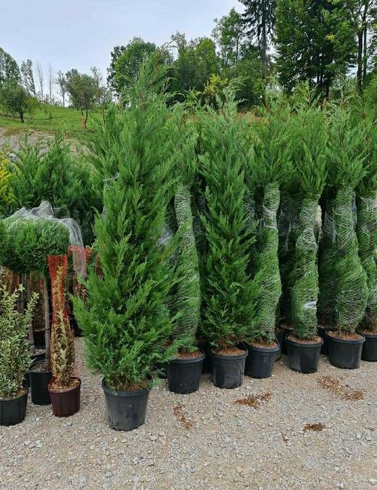 Leylandii chipaross 1,50 2m 2,50 3m