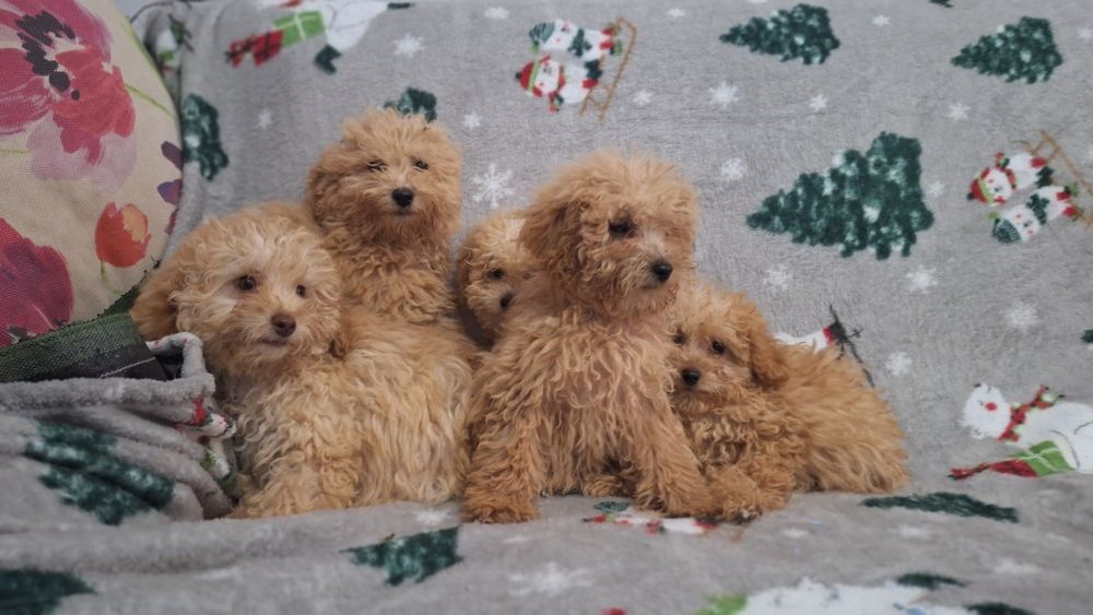 Пудел Той пуделчета момичета