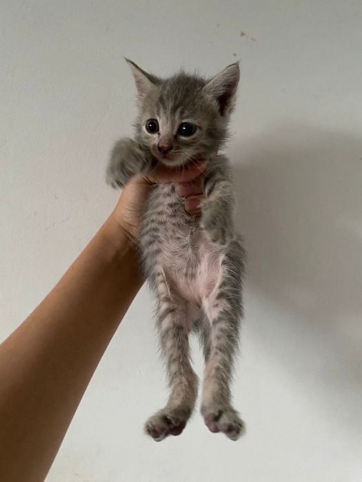Милые котята продаются