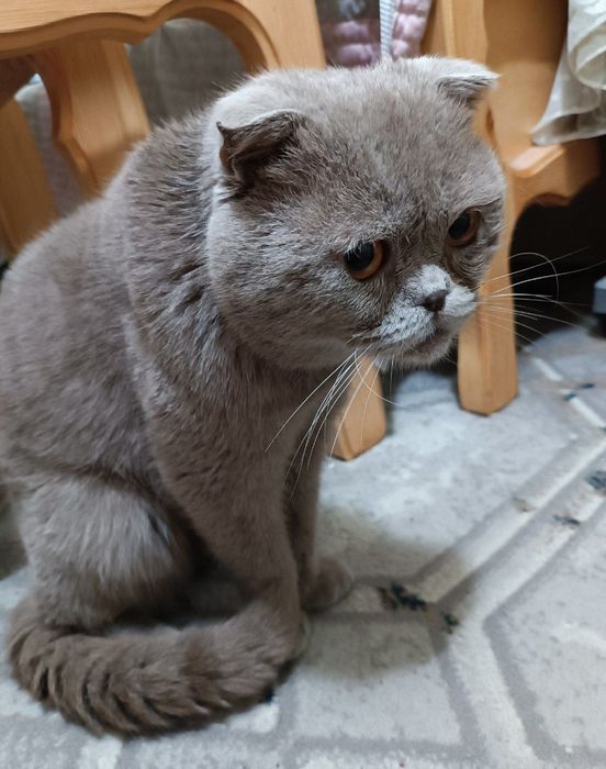 вислоухий кот в добрые руки!!!