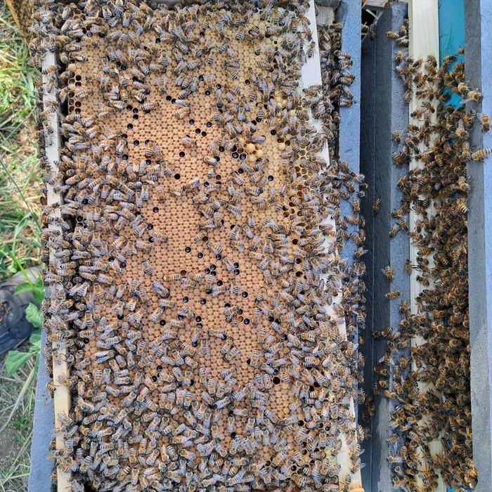 Precomenzi matci Buckfast imperecheate 2025 (10+1)