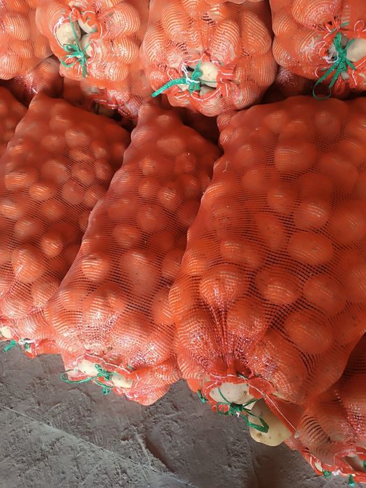 Картошка одборны