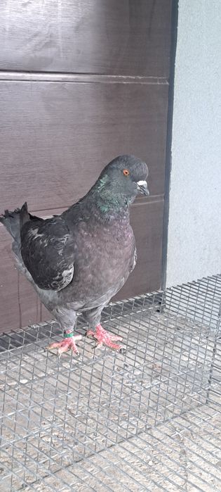 Disponibili kingi