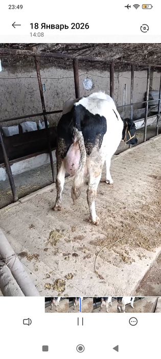 Корова Сиыр КРС Корова