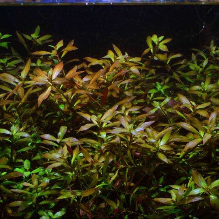 Продам аквриумное растение Людвигия Репенс Гибрид