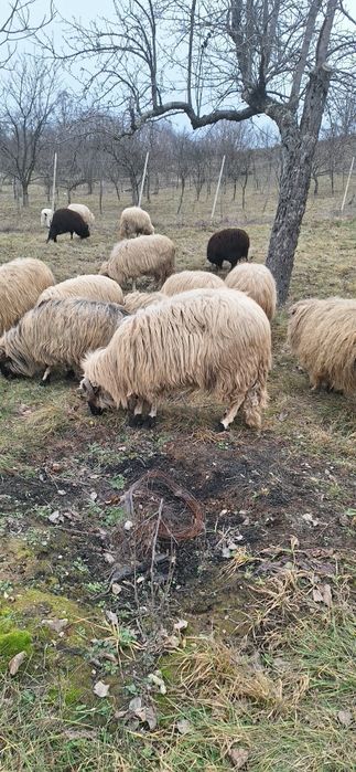 Licitez berbec ,vârstă 3 ani